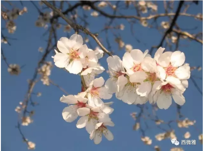 貴族堅(jiān)果-加州扁桃仁(圖4) 貴族堅(jiān)果-加州扁桃仁(圖4)