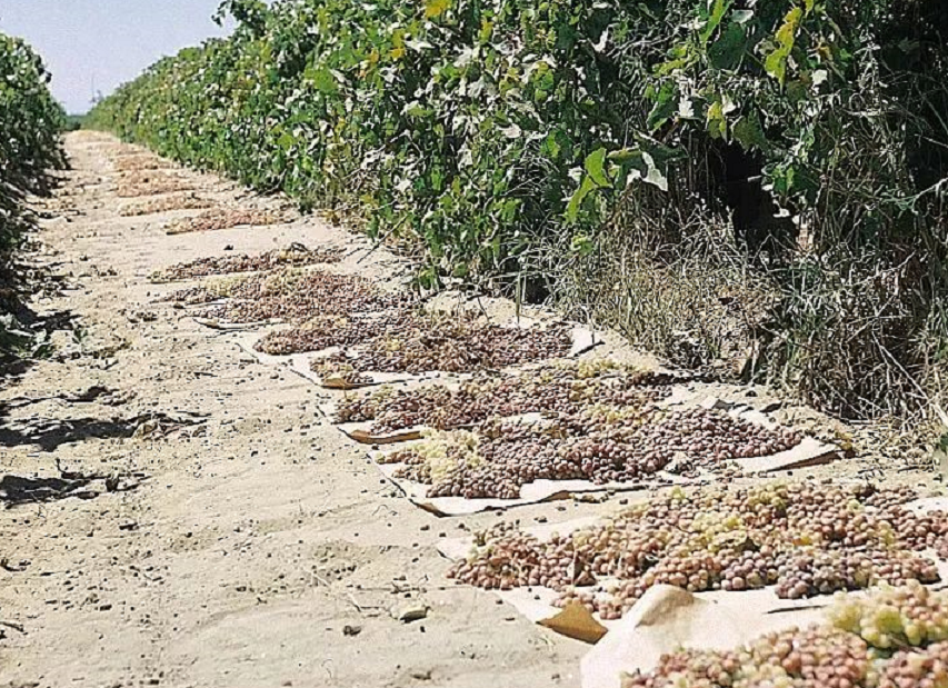 西微雅邀請美國加州葡萄干管理委員會陸老師為員工進行產(chǎn)品培訓(圖6) 西微雅邀請美國加州葡萄干管理委員會陸老師為員工進行產(chǎn)品培訓(圖6)