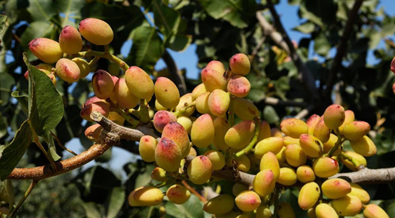 用開心果醬做烘焙和飲品，西微雅綠開心果醬如何？(圖3)