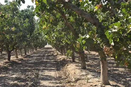 用開心果醬做烘焙和飲品，西微雅綠開心果醬如何？(圖5)